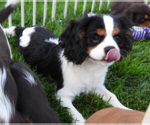 Cavalier King Charles Spaniel Puppy for sale in CARLISLE, KY, USA