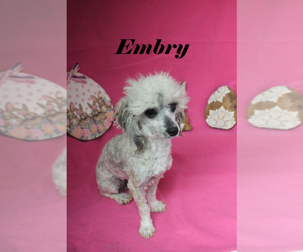 Medium Photo #2 Poodle (Miniature) Puppy For Sale in CHANUTE, KS, USA