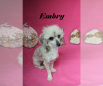 Embry - Female Poodle (Miniature) Puppy for Sale - Photo #2