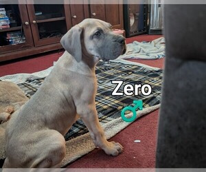 Great Dane Puppy for sale in ENGLISH, IN, USA
