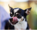 Small #3 Chihuahua