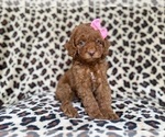 Small #7 Cockapoo (Miniature)