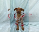 Small #1 Labrador Retriever Mix