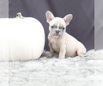 Puppy 3 French Bulldog