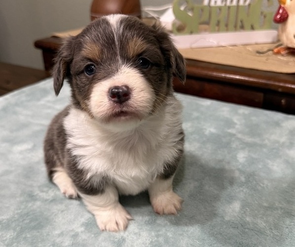 Medium Photo #4 American Corgi Puppy For Sale in PRYOR, OK, USA