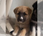 Small #2 German Shepherd Dog