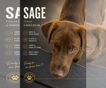 Sage - Female Labrador Retriever Dog for Adoption - Small photo