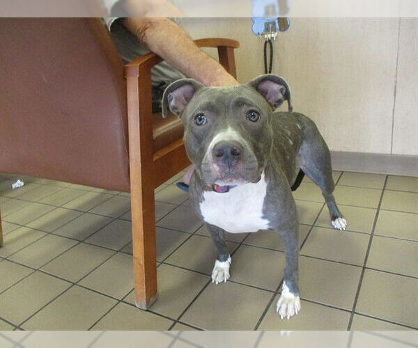 Medium Photo #1 Staffordshire Bull Terrier Puppy For Sale in Ocala, FL, USA