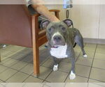 Small Staffordshire Bull Terrier