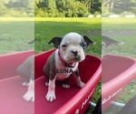 Puppy Puppy 2 LUNA Boston Terrier