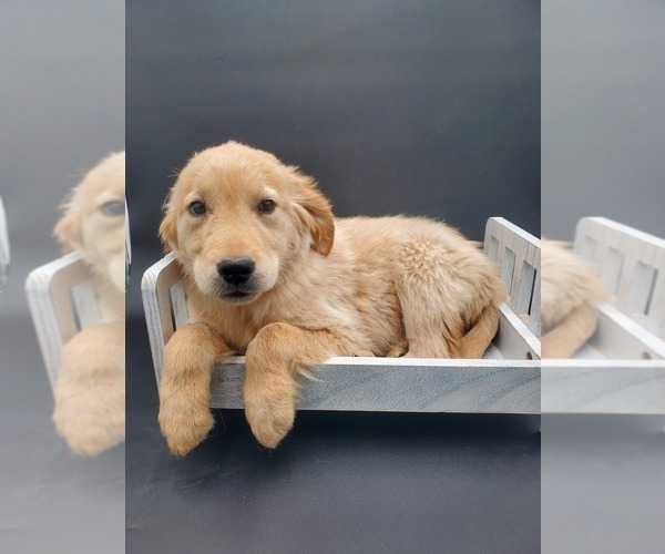 Medium Photo #2 Golden Retriever Puppy For Sale in GOSHEN, IN, USA