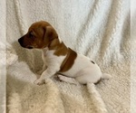 Small Photo #14 Jack Russell Terrier Puppy For Sale in FORT PIERCE, FL, USA