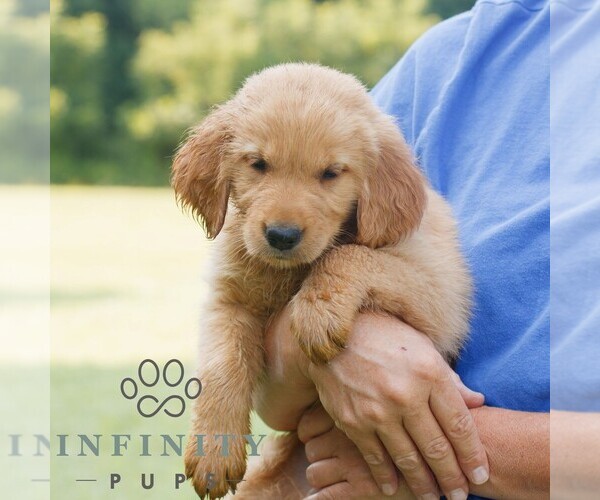 Medium Photo #2 Golden Retriever Puppy For Sale in GAP, PA, USA