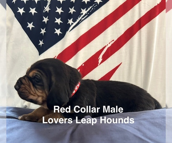 Medium Photo #2 Bloodhound Puppy For Sale in HAZLEHURST, GA, USA