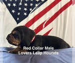 Small #1 Bloodhound