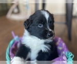 Small Photo #24 Australian Shepherd Puppy For Sale in YADKINVILLE, NC, USA