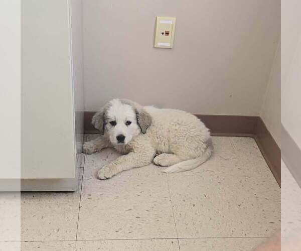 Medium Photo #1 Great Bernese Puppy For Sale in SPRING CITY, TN, USA