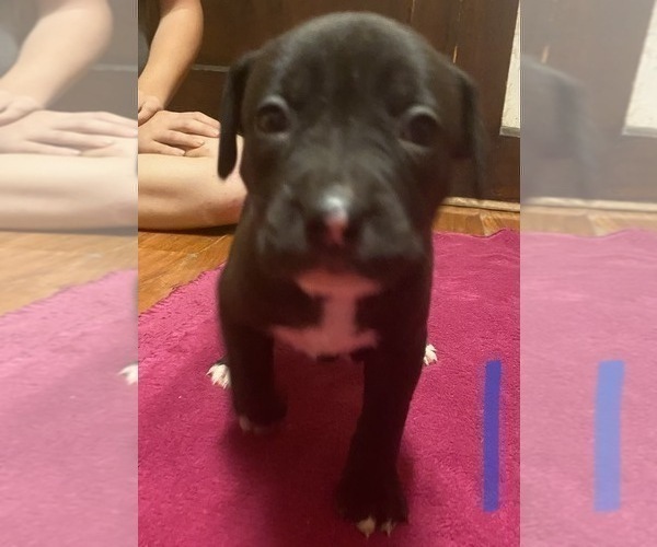 Medium Photo #2 American Pit Bull Terrier Puppy For Sale in ZANESVILLE, OH, USA