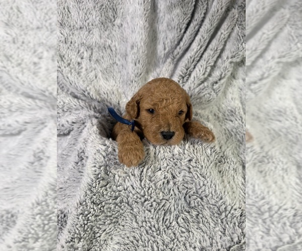 Medium Photo #1 Goldendoodle (Miniature) Puppy For Sale in ATHENS, GA, USA