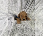 Puppy Puppy 5 Goldendoodle (Miniature)