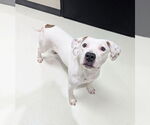 Small #3 American Staffordshire Terrier Mix