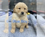 Small Photo #3 Golden Retriever Puppy For Sale in CAMPBELLSBURG, KY, USA