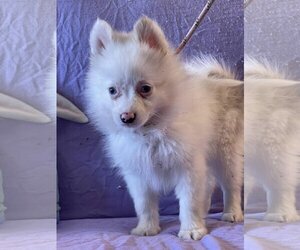 Pomeranian-Unknown Mix Dogs for adoption in HOPKINSVILLE/PRINCETON, KY, NH, USA