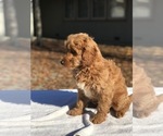 Small Photo #6 Goldendoodle (Miniature) Puppy For Sale in VACAVILLE, CA, USA