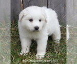 Puppy Puppy 5 Great Pyrenees
