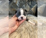 Puppy Puppy 1 beanz Boston Terrier