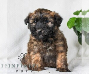 Soft Coated Wheaten Terrier Puppy for sale in LITITZ, PA, USA