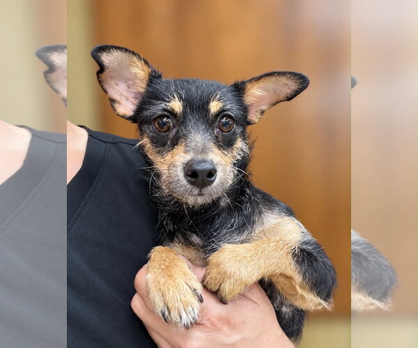 Medium Photo #1 Chipin Puppy For Sale in Grafton, WI, USA