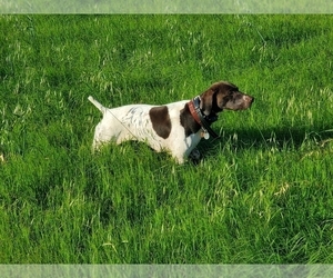 Mother of the German Shorthaired Pointer puppies born on 06/30/2022
