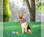 Small #4 German Shepherd Dog Mix