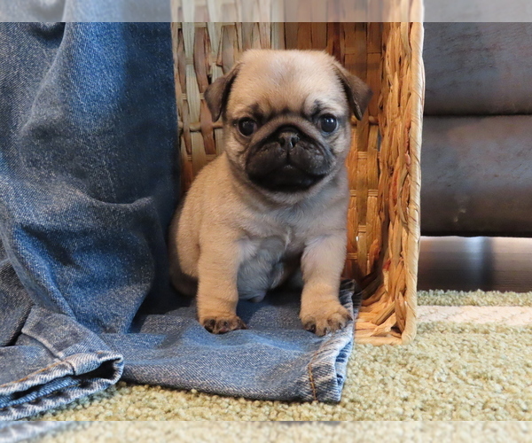 Medium Photo #1 Pug Puppy For Sale in ORRVILLE, OH, USA