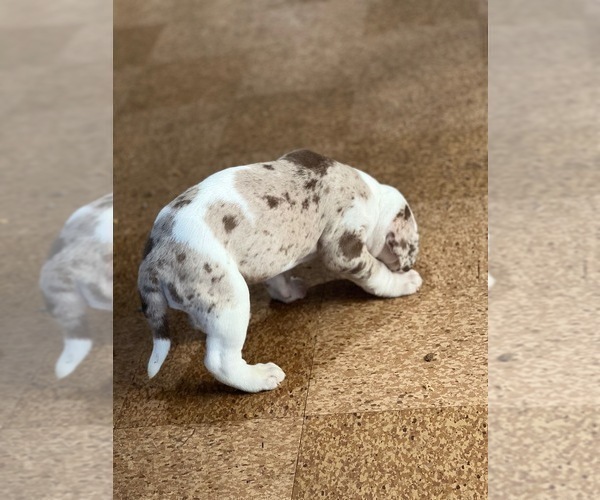 Medium Photo #3 Alapaha Blue Blood Bulldog Puppy For Sale in DETROIT, MI, USA