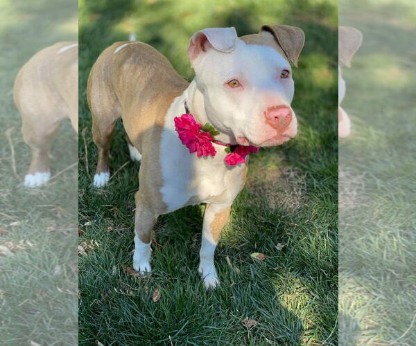 Medium Photo #7 American Pit Bull Terrier-Unknown Mix Puppy For Sale in Redlands, CA, USA