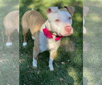 Small #6 American Pit Bull Terrier Mix