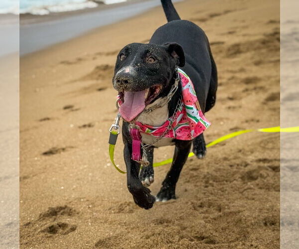 Medium Photo #7 Labrador Retriever-Unknown Mix Puppy For Sale in San Diego, CA, USA