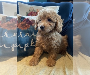 Poodle (Miniature) Puppy for sale in MORAVIA, NY, USA