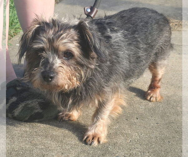 Medium Photo #2 Mutt Puppy For Sale in Alexander, AR, USA