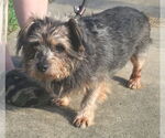 Small #1 Mutt