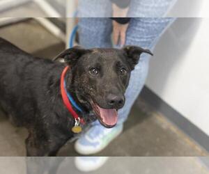 Labrador Retriever-Unknown Mix Dogs for adoption in Mountain Home, AR, USA