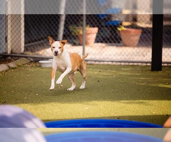 Medium Photo #2 American Pit Bull Terrier-Unknown Mix Puppy For Sale in Orlando, FL, USA