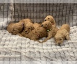 Small Photo #10 Goldendoodle Puppy For Sale in SUGAR LAND, TX, USA