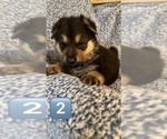 Small Photo #2 German Shepherd Dog Puppy For Sale in OSWEGO, IL, USA
