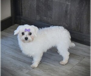 Mother of the Maltese puppies born on 06/04/2026