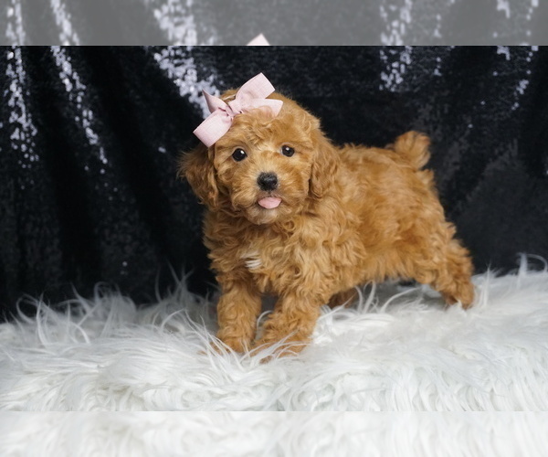 Medium Photo #4 Poodle (Toy) Puppy For Sale in WARSAW, IN, USA