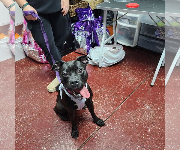 Medium Photo #12 American Pit Bull Terrier-Unknown Mix Puppy For Sale in Fargo, ND, USA