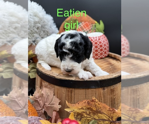 Medium Photo #1 Goldendoodle mix (+ Poodle Miniature) Puppy For Sale in HAYDEN, AL, USA